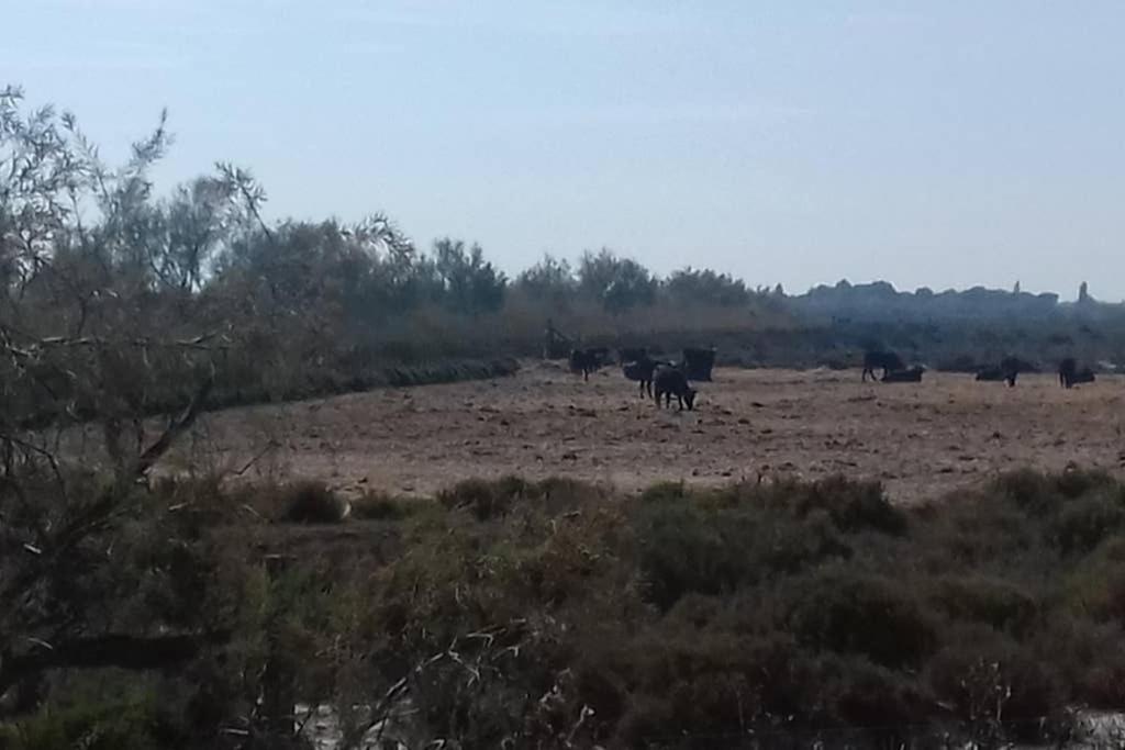 Solimany سان جيل المظهر الخارجي الصورة